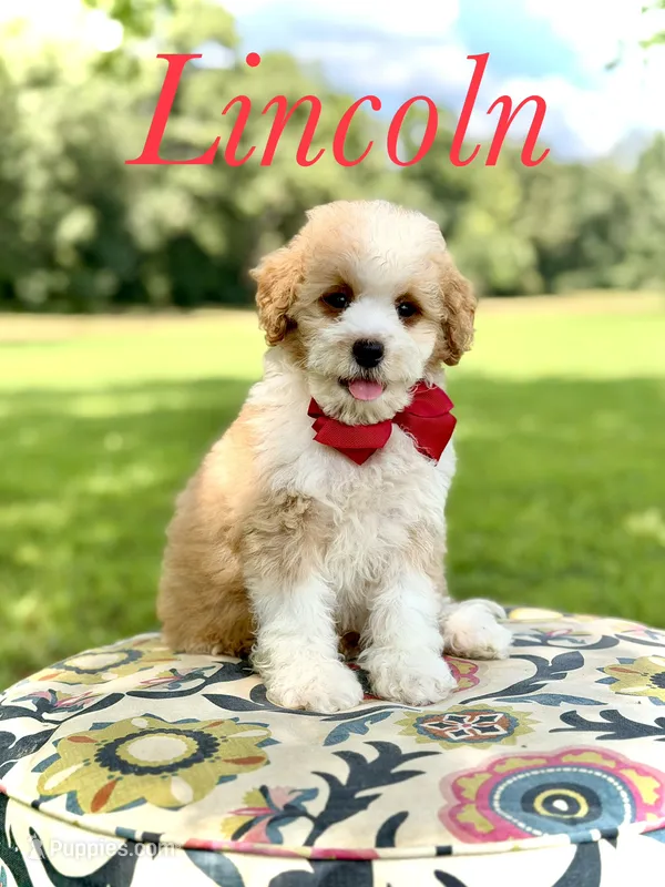 F1B Lincoln – Cavapoo puppy for sale in Mayfield, KY