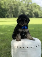 Leo, a male Cavapoo for sale in Mayfield, KY – 6 of 10