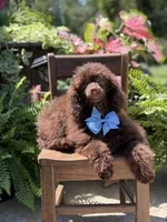 AKC Higgins, a male Poodle - Miniature  for sale in Mayfield, KY – 10 of 10