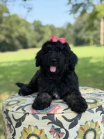 F1 Trinity, a female Bernedoodle for sale in Mayfield, KY – 6 of 10