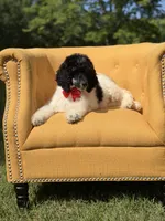AKC Wilson , a male Poodle - Multi-Colored Standard for sale in Mayfield, KY – 8 of 10