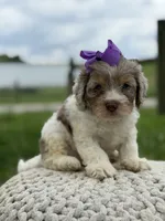 Hannah, a female Cavapoo for sale in Mayfield, KY – 5 of 10