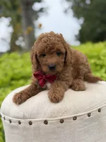 Parker , a male Miniature Goldendoodle for sale in Mayfield, KY – 9 of 10