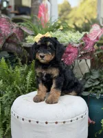 F1B Babs, a female Bernedoodle for sale in Mayfield, KY – 4 of 10