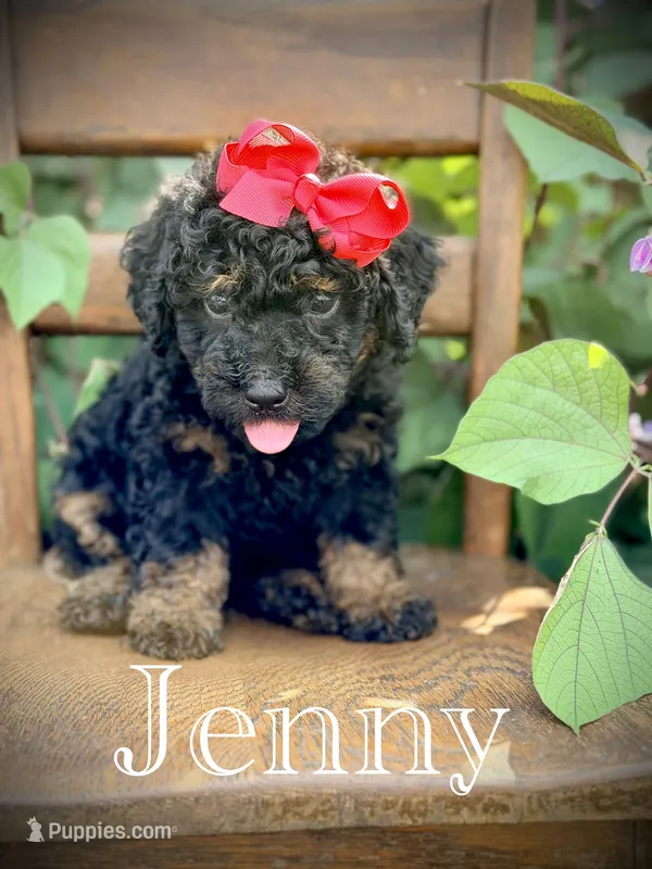 Jenny – Miniature Bernedoodle puppy for sale in Mayfield, KY