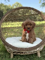 Baxter, a male Miniature Goldendoodle for sale in Mayfield, KY – 4 of 10