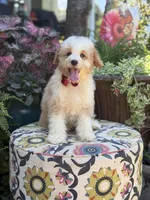 F1B Lincoln, a male Cavapoo for sale in Mayfield, KY – 5 of 10