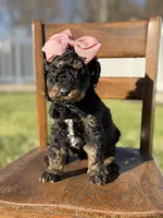 F1B Gillian, a female Bernedoodle for sale in Mayfield, KY – Photo 4 of 4