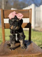 F1B Gillian, a female Bernedoodle for sale in Mayfield, KY – Photo 3 of 4