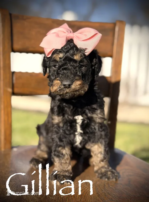 F1B Gillian – Bernedoodle puppy for sale in Mayfield, KY