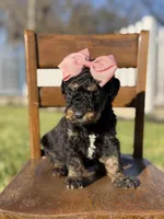 F1B Gillian, a female Bernedoodle for sale in Mayfield, KY – Photo 2 of 4