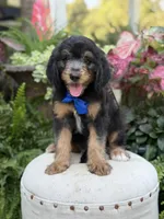 F1B Braxton, a male Bernedoodle for sale in Mayfield, KY – 3 of 10