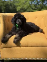 AKC Winston , a male Poodle - Multi-Colored Standard for sale in Mayfield, KY – 5 of 10