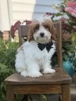 F1B Colton, a male Cavapoo for sale in Mayfield, KY – 9 of 10