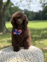 AKC Higgins, a male Poodle - Miniature  for sale in Mayfield, KY – 3 of 10