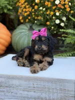 F1 Scarlett, a female Cavapoo for sale in Mayfield, KY – 2 of 10