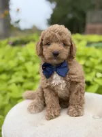 Pete, a male Miniature Goldendoodle for sale in Mayfield, KY – 1 of 10