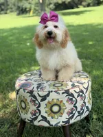 Nelly, a female Miniature Goldendoodle for sale in Mayfield, KY – 10 of 10