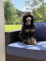 AKC Wally, a male Poodle - Multi-Colored Standard for sale in Mayfield, KY – 7 of 10
