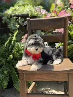 F1B Tucker, a male Maltipoo for sale in Mayfield, KY – 5 of 10