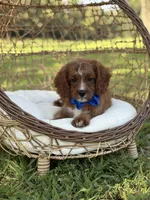 F1 Carter, a male Cavapoo for sale in Mayfield, KY – 2 of 10
