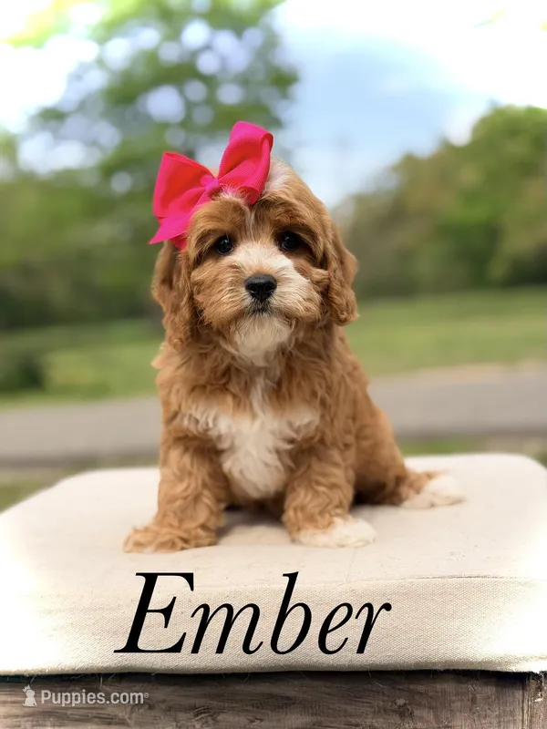 Ember – Cavapoo puppy for sale in Mayfield, KY