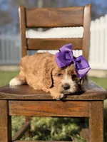 Ember, a female Cavapoo for sale in Mayfield, KY – Photo 3 of 7