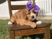 Ember, a female Cavapoo for sale in Mayfield, KY – Photo 7 of 7