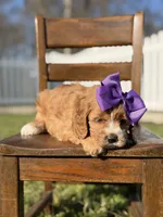 Ember, a female Cavapoo for sale in Mayfield, KY – Photo 5 of 7
