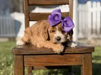 Ember, a female Cavapoo for sale in Mayfield, KY – Photo 2 of 7