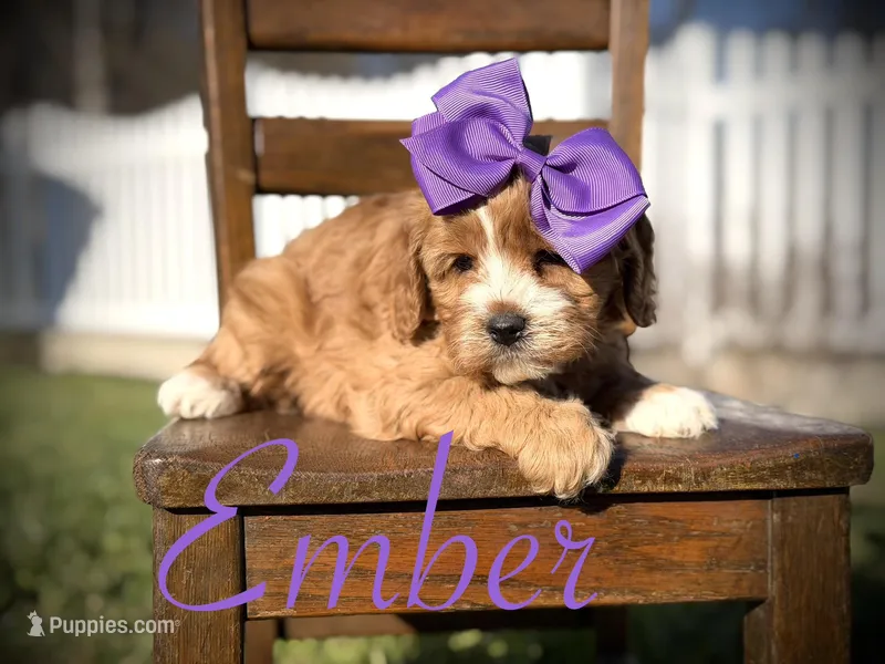 Ember – Cavapoo puppy for sale in Mayfield, KY
