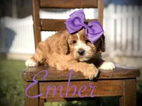 Ember, a female Cavapoo for sale in Mayfield, KY – Photo 1 of 7