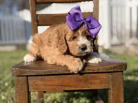 Ember, a female Cavapoo for sale in Mayfield, KY – Photo 6 of 7