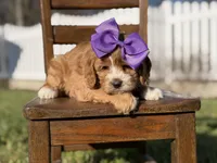 Ember, a female Cavapoo for sale in Mayfield, KY – Photo 4 of 7
