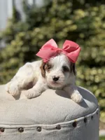 Dolly, a female Cavapoo for sale in Mayfield, KY – 10 of 10