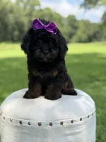 F1 Ashlyn, a female Cavapoo for sale in Mayfield, KY – 4 of 10