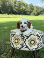 Dawson, a male Cavapoo for sale in Mayfield, KY – 8 of 10