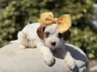 Daisy, a female Cavapoo for sale in Mayfield, KY – 7 of 10