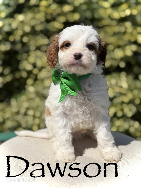Dawson – Cavapoo puppy for sale in Mayfield, KY