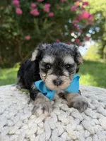 F1B Tucker, a male Maltipoo for sale in Mayfield, KY – 7 of 9