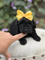 Jasmine, a female Miniature Bernedoodle for sale in Mayfield, KY – 3 of 5