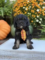 F1 Scout, a male Cavapoo for sale in Mayfield, KY – 5 of 10