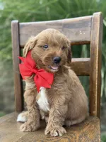 Boomer , a male Miniature Goldendoodle for sale in Mayfield, KY – 4 of 4