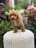 Patty, a female Miniature Goldendoodle for sale in Mayfield, KY – 5 of 10