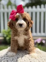 F1 Jewel, a female Cavapoo for sale in Mayfield, KY – 4 of 6