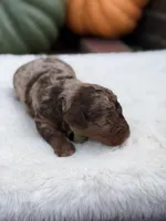 Green bow, a male Miniature Bernedoodle for sale in Mayfield, KY – 7 of 10