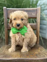 Booker, a male Miniature Goldendoodle for sale in Mayfield, KY – 2 of 7