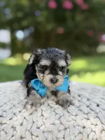 F1B Tucker, a male Maltipoo for sale in Mayfield, KY – 3 of 9