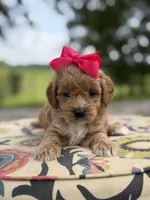 Presley, a female Miniature Goldendoodle for sale in Mayfield, KY – 2 of 8