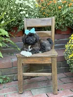 Tally, a female Shihpoo for sale in Mayfield, KY – 7 of 10